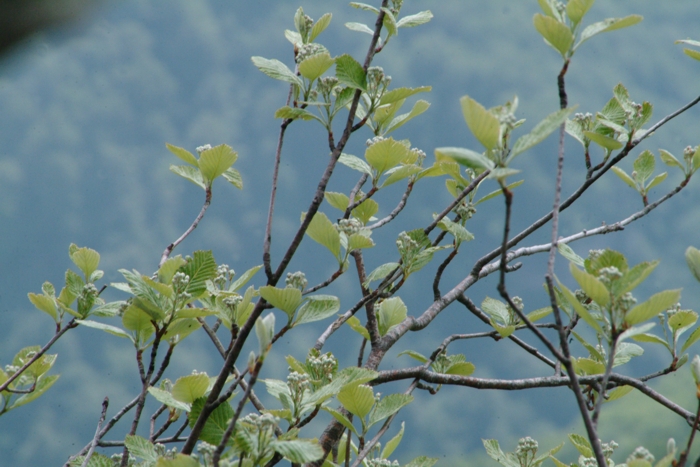 Sorbus aria